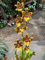 Colmanara WildCat - COLEÇÃO - Imagem 8