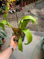 Colmanara WildCat - COLEÇÃO - Imagem 6