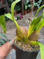 Colmanara WildCat - COLEÇÃO - Imagem 5