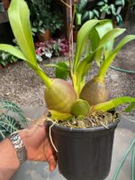 Colmanara WildCat - COLEÇÃO - Imagem 4