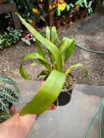 Colmanara WildCat - COLEÇÃO - Imagem 3