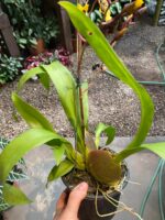 Colmanara WildCat - COLEÇÃO - Imagem 2