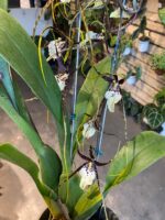 Brassidium Kenneth Bivin - COLEÇÃO - Imagem 6