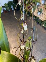 Brassidium Kenneth Bivin - COLEÇÃO - Imagem 5