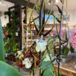 Brassidium Kenneth Bivin - COLEÇÃO