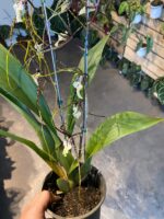 Brassidium Kenneth Bivin - COLEÇÃO - Imagem 3