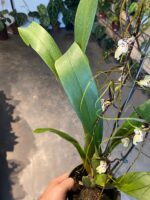 Brassidium Kenneth Bivin - COLEÇÃO - Imagem 4