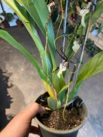 Brassidium Kenneth Bivin - COLEÇÃO - Imagem 2