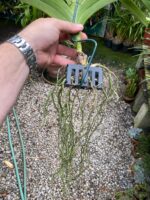 Vanda Penny Goh Mei Pyng - COLEÇÃO - Imagem 2