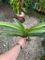 Vanda Penny Goh Mei Pyng - COLEÇÃO - Imagem 6