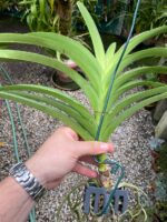 Vanda Penny Goh Mei Pyng - COLEÇÃO - Imagem 3