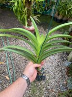 Vanda Penny Goh Mei Pyng - COLEÇÃO - Imagem 7