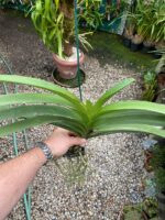 Vanda Penny Goh Mei Pyng - COLEÇÃO - Imagem 10