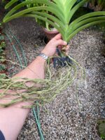 Vanda Penny Goh Mei Pyng - COLEÇÃO - Imagem 8