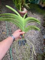 Vanda Penny Goh Mei Pyng - COLEÇÃO - Imagem 4