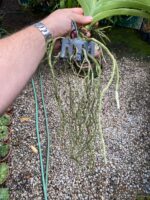 Vanda Penny Goh Mei Pyng - COLEÇÃO - Imagem 9