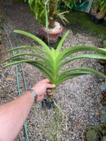 Vanda Penny Goh Mei Pyng - COLEÇÃO - Imagem 5