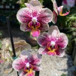Phalaenopsis Spain - COLEÇÃO