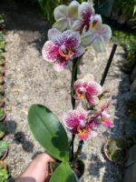 Phalaenopsis Spain - COLEÇÃO - Imagem 9