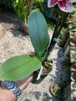 Phalaenopsis Spain - COLEÇÃO - Imagem 7