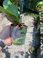 Phalaenopsis Spain - COLEÇÃO - Imagem 3