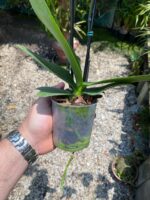 Phalaenopsis Spain - COLEÇÃO - Imagem 6