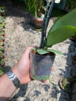 Phalaenopsis Spain - COLEÇÃO - Imagem 5