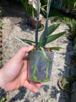 Phalaenopsis Spain - COLEÇÃO - Imagem 4