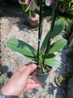 Phalaenopsis Spain - COLEÇÃO - Imagem 10