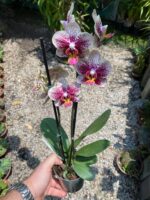 Phalaenopsis Spain - COLEÇÃO - Imagem 2