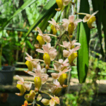 Aerides Odorata Yellow - COLEÇÃO
