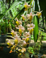Aerides Odorata Yellow - COLEÇÃO