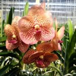 Vanda Penny Goh Mei Pyng - COLEÇÃO