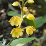 Polystachya Pubescens - COLEÇÃO