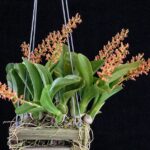 Liparis Grossa - COLEÇÃO