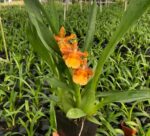 Oncidium Catatante - Orquídea Pôr do Sol