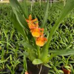 Kit 10 Oncidium Catatante - Orquídea Pôr do Sol