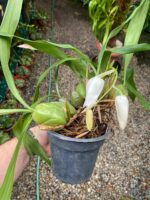 Coelogyne Cristata - COLEÇÃO - Imagem 2