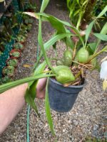 Coelogyne Cristata - COLEÇÃO - Imagem 3