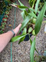 Coelogyne Cristata - COLEÇÃO - Imagem 4