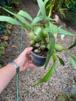 Coelogyne Cristata - COLEÇÃO - Imagem 5