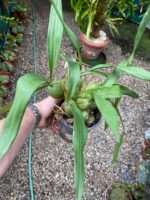 Coelogyne Cristata - COLEÇÃO - Imagem 6