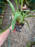 Coelogyne Cristata - COLEÇÃO - Imagem 8