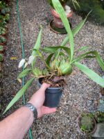 Coelogyne Cristata - COLEÇÃO - Imagem 9