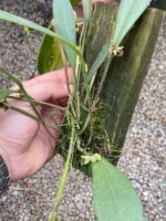 Acianthera Aphthosa - Imagem 8