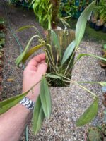 Acianthera Aphthosa - Imagem 9