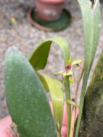 Acianthera Aphthosa - Imagem 7