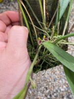 Acianthera Aphthosa - Imagem 6