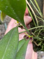 Acianthera Aphthosa