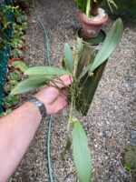 Acianthera Aphthosa - Imagem 5